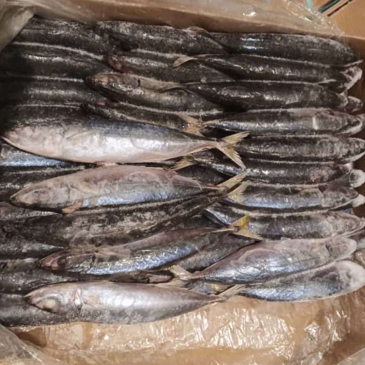 Malalugis Biru Pecah Perut ( MB PP )