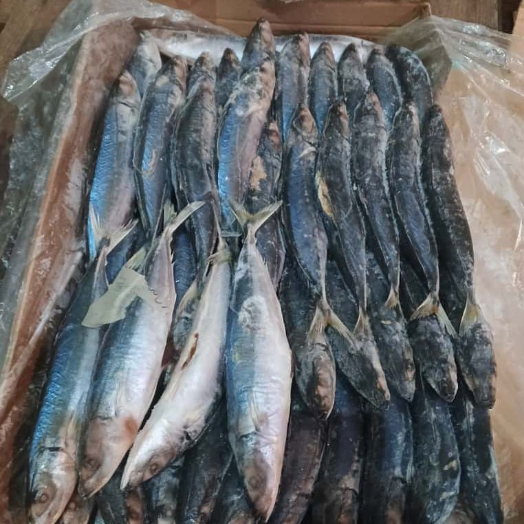 Malalugis Biru Pecah Perut ( MB PP )